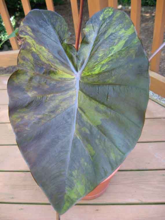 Unknown Variegated Colocasia