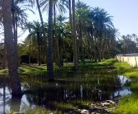 Oasis de Sidi Okba à Biskra