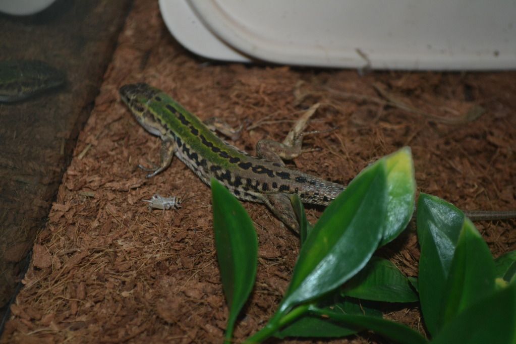 For Sale Italian wall lizardspodarcis sicula FaunaClassifieds