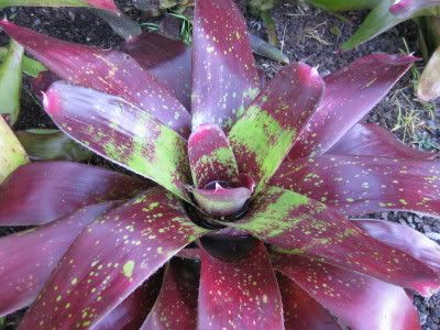 Neo. 'Bobby Dazzler'