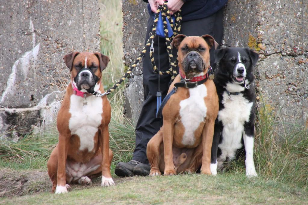 boxer dog pulling on leash