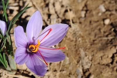 Tabas, Journey of Oppositions: Saffron Flower