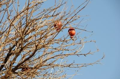 Tabas, Journey of Oppositions: Two Pomegranates