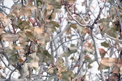 Tabas, Journey of Oppositions: Decorated Leaf