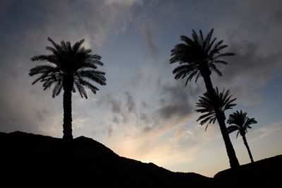 Tabas, Journey of Oppositions: Sky Shaped Like Date Trees