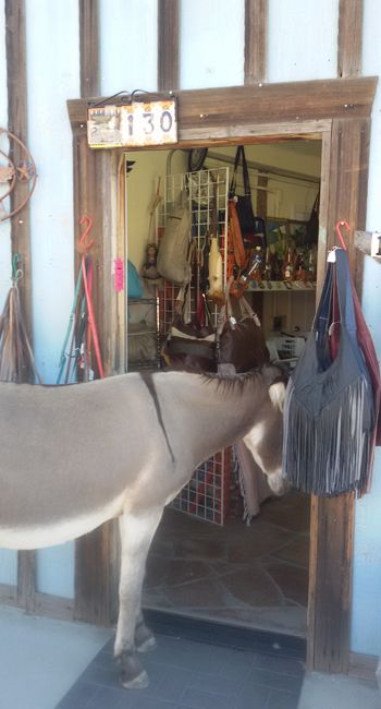 Ruta 66: Seligman-Kingman-Oatman - EEUU: Pioneros, Cowboys y Motards (5 Estados) (20)