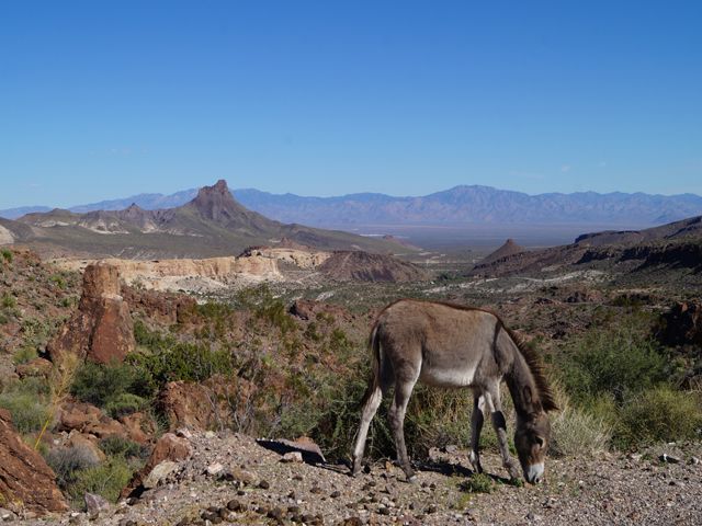 Ruta 66: Seligman-Kingman-Oatman - EEUU: Pioneros, Cowboys y Motards (5 Estados) (16)