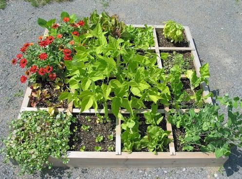 organic square foot garden