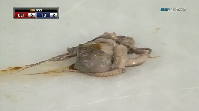 Tampa Bay octopus