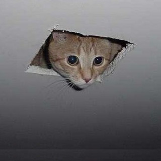 [Image: Ceilingcat.png]