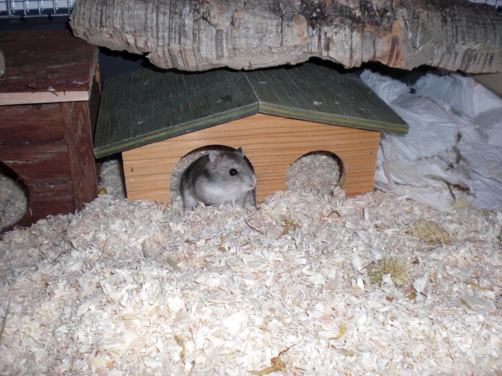 henry004.jpg