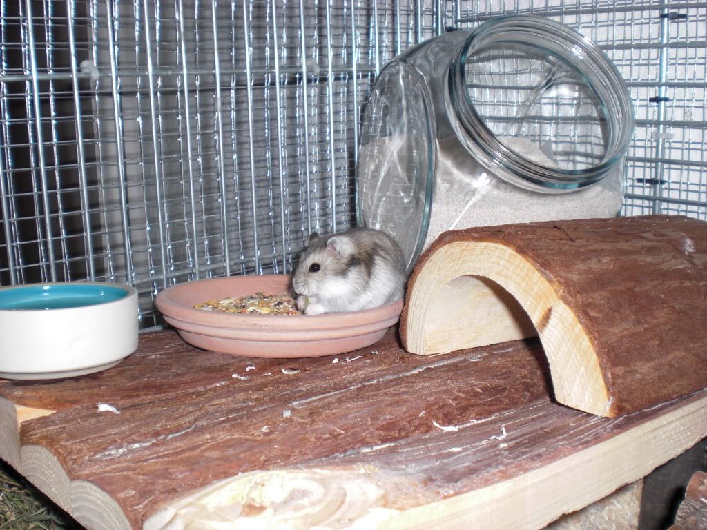henry005.jpg