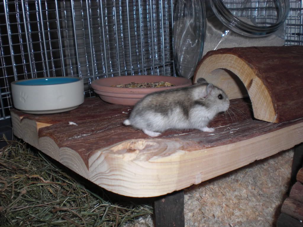 henry006.jpg