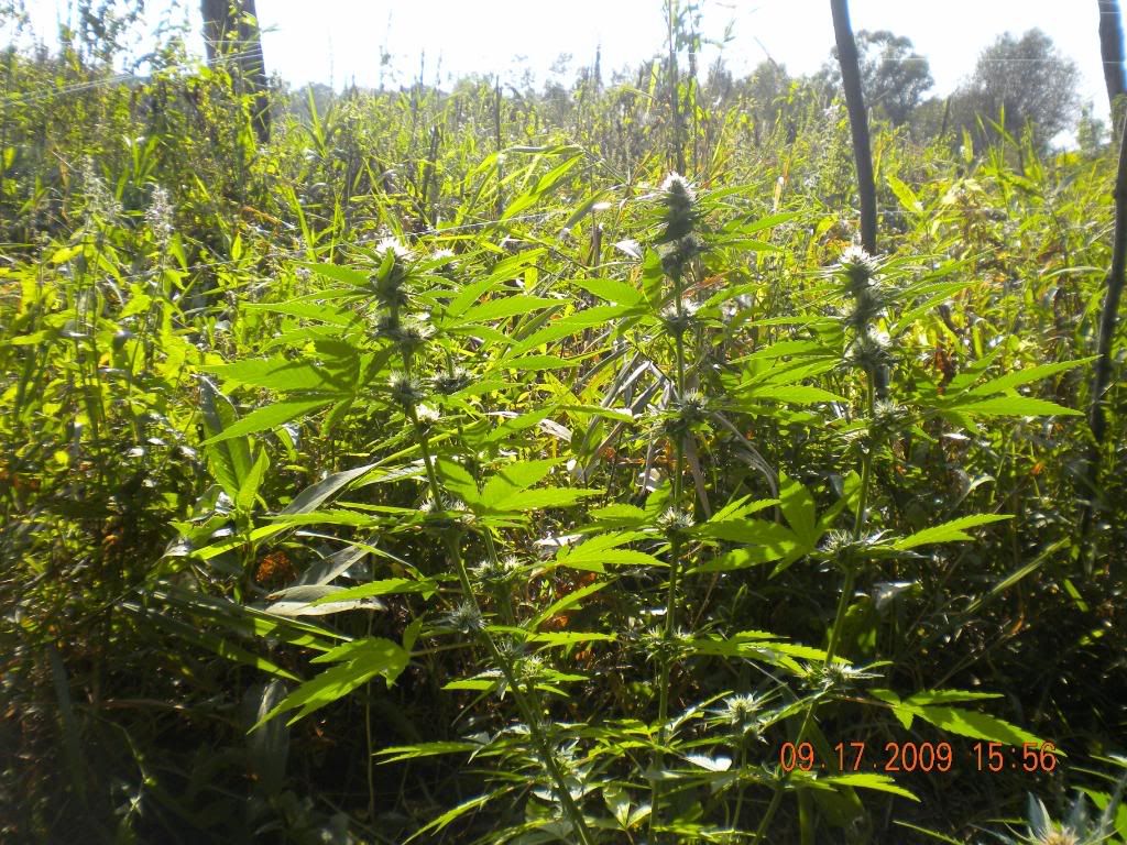 outdoor grow outdoor grow