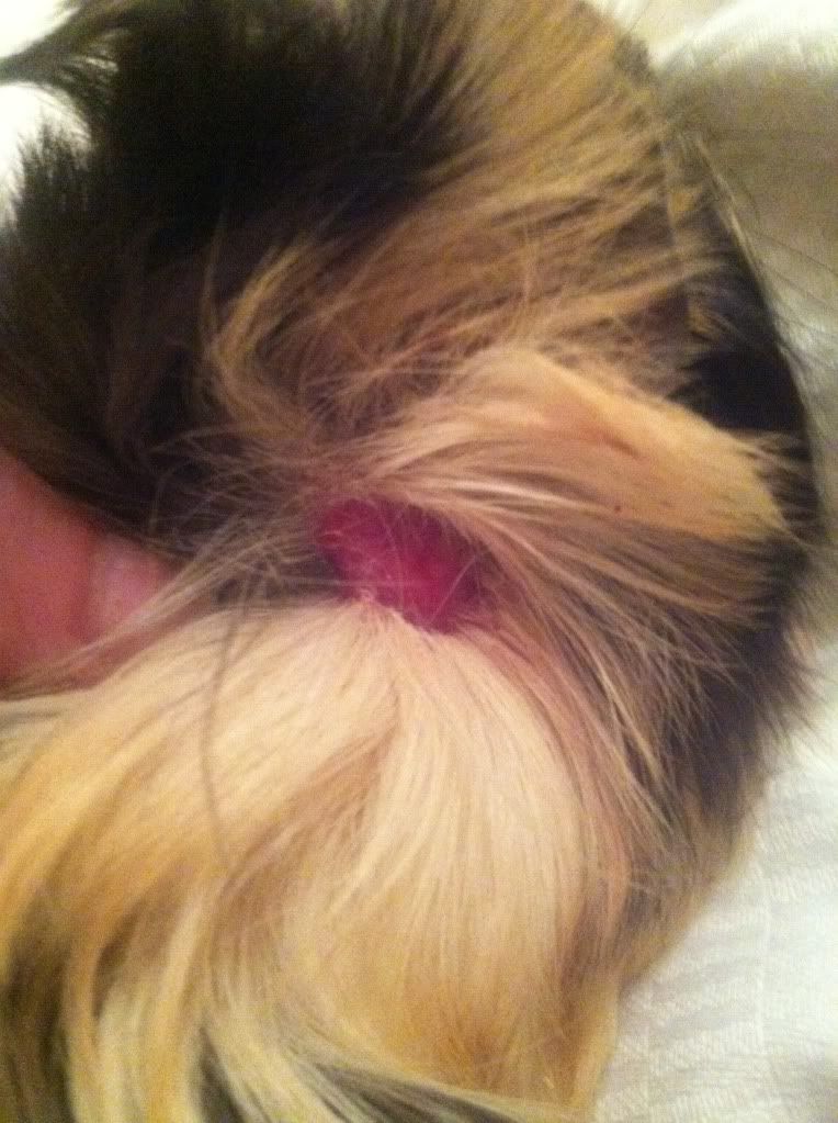 Guinea Pig Cyst