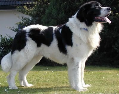 Landseer.jpg