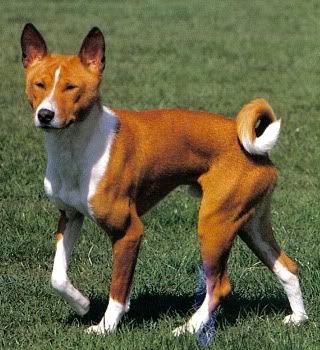 perros perros