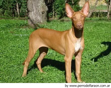 razas de perros razas de perros