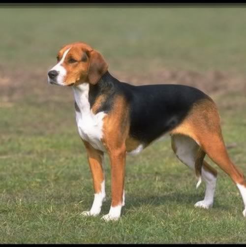 cuatro patas cuatro patas