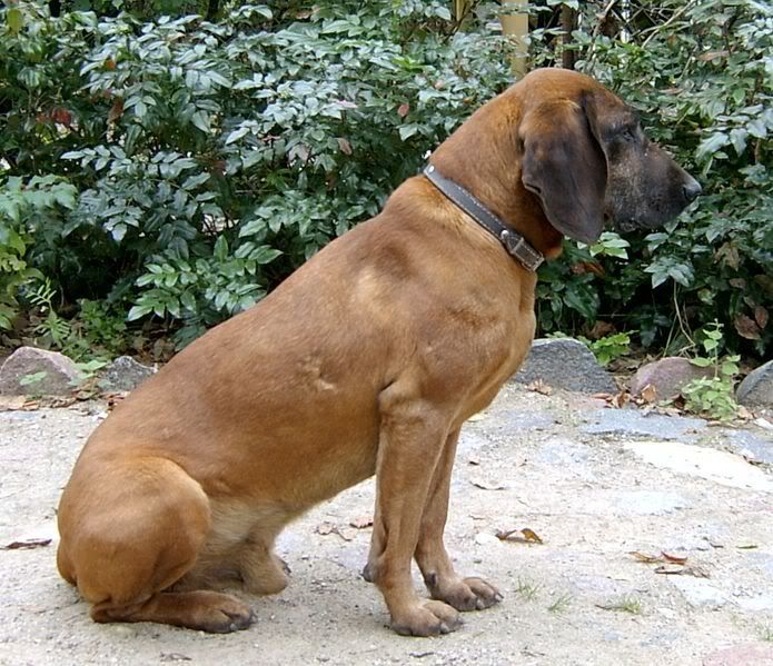 razas de perros razas de perros