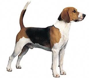 cuatro patas cuatro patas