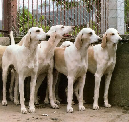 cuatro patas cuatro patas