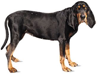 razas de perros razas de perros