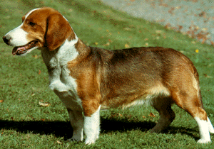 cuatro patas cuatro patas