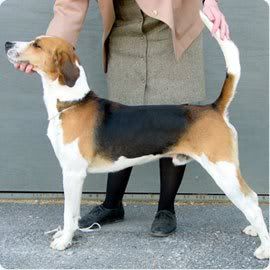 perros perros