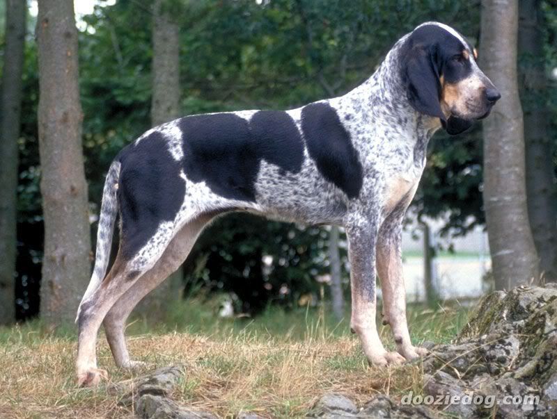 razas de perros razas de perros