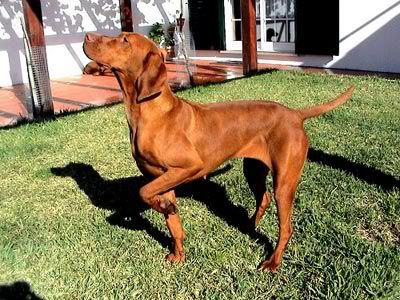 cuatro patas cuatro patas