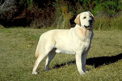 cuatro patas cuatro patas