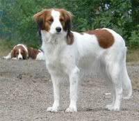 perros perros