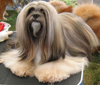 perros perros