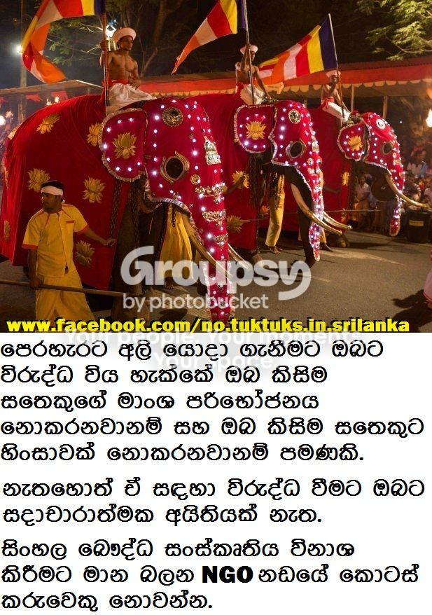perahera-elephants-4_zps6myj1tum.jpg